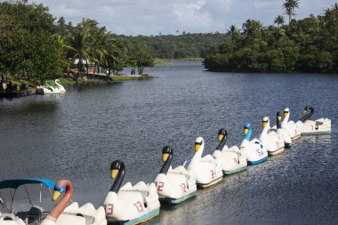 Salvador, Bahia, Brezilya - 17 Ağustos 2014: Parque de Pituacu deniz kenarında yer almaktadır ve Bahia 'nın Salvador kentindeki en büyük ekolojik rezerv konumundadır..
