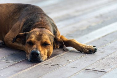 A brown dog rests peacefully on a wooden boardwalk in an outdoor setting. 