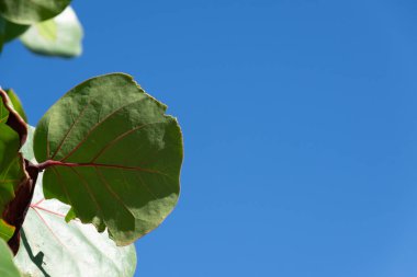 Canlı bir bitkinin yeşil ve sarı yapraklarını mavi gökyüzü arka planına yakın çekim. Güneşli bir gün. Botanik. 