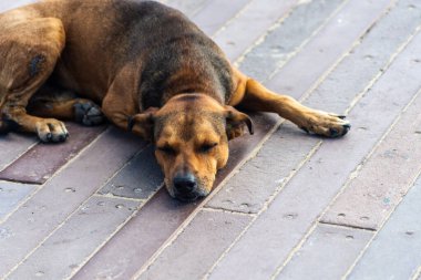 A brown dog rests peacefully on a wooden boardwalk in an outdoor setting. 