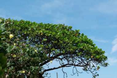Düşük açılı bir manzara, yeşil ve koyu yeşil tonlarda canlı yeşil yapraklarla dolu birçok dalları ve ince dalları olan tropikal bir ağacın gölgesini gösterir. Görüntü Brezilya 'nın yemyeşil doğasının ve ılık ikliminin bir sembolüdür..