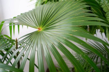 Parlak yeşil bir palmiye yaprağının yakın çekimi, fan şeklinde açılıyor, damarlarını ve şeklinin simetrisini vurguluyor..