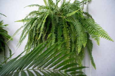 Uzun, sarkık yeşil yaprakları olan yemyeşil bir eğrelti otunun yakın çekimi..