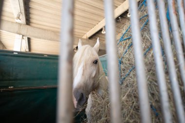 Açık renk yeleli bir atın portresi. Direkt olarak tezgahın parmaklıklarından kameraya bakıyor. Sabit bir ortamda saman ve doğal aydınlatma.