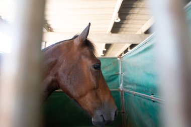 Örgülü yeleli koyu kahverengi bir atın profili beton bir tezgahın içinde demir ızgarayla duruyor. Işıklandırma hayvanların kafasını ve gözlerini ön plana çıkarıyor..