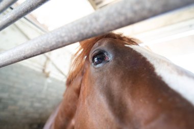 Kahverengi atın yüzüne yakın çekim, anlamlı ve canlı gözlerine odaklanmış olarak. Güçlü arka ışıklandırma ahırda atın kulağını ve alnını aydınlatır..