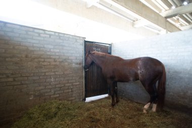 Bacaklarında beyaz lekeler olan kahverengi bir atın tüm vücudu kırsal bir tuğla ve samanlıkta duruyor. Köşedeki tahta kapıyı yalıyor..