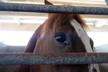 Kahverengi atın yüzüne yakın çekim, anlamlı ve canlı gözlerine odaklanmış olarak. Güçlü arka ışıklandırma ahırda atın kulağını ve alnını aydınlatır..