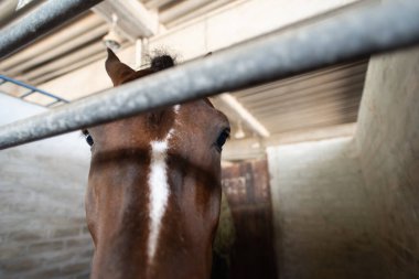 Kahverengi atın yüzüne yakın çekim, anlamlı ve canlı gözlerine odaklanmış olarak. Güçlü arka ışıklandırma ahırda atın kulağını ve alnını aydınlatır..