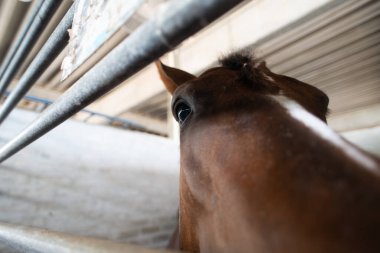 Kahverengi atın yüzüne yakın çekim, anlamlı ve canlı gözlerine odaklanmış olarak. Güçlü arka ışıklandırma ahırda atın kulağını ve alnını aydınlatır..