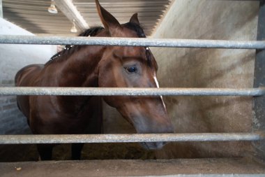 Yüzünde belirgin beyaz bir şerit olan kestane rengi bir atın portresi, ahırının metal parmaklıklarından bakıyor. Hayvanın kafasına odaklan ve sakin bir bakış at..