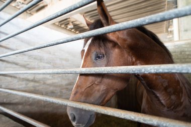 Yüzünde belirgin beyaz bir şerit olan kestane rengi bir atın portresi, ahırının metal parmaklıklarından bakıyor. Hayvanın kafasına odaklan ve sakin bir bakış at..