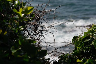 Ön planda kurumuş dallar ve yeşil yapraklar var. Arka planda dalgalı, parıldayan denizin bulanık görüntüsünü çerçeveliyorlar..