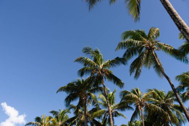 Yukarı bakan hindistan cevizi palmiyelerinin gövdeleri parlak, yoğun mavi gökyüzüne doğru sallanıyor, sol alt köşesinde küçük bir bulut var..