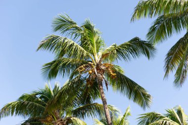 Yukarı bakan hindistan cevizi palmiyelerinin gövdeleri parlak, yoğun mavi gökyüzüne doğru sallanıyor, sol alt köşesinde küçük bir bulut var..