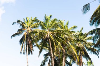 Looking upwards, the tops and trunks of coconut palm trees sway against a bright, intense blue sky, with a small cloud in the lower left corner.