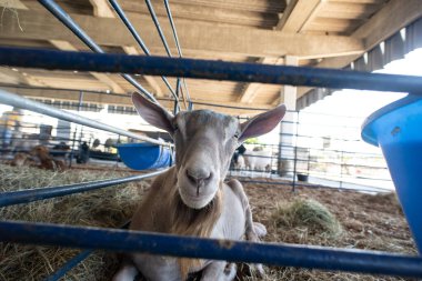 Uzun sakallı kahverengi bir keçinin portresi metal bir kalemle samanlıkta dinleniyor..