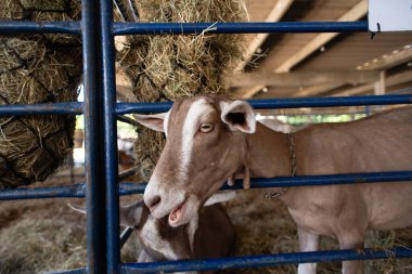 Yüzünde beyaz bir şerit olan kahverengi bir keçinin portresi, bir muhafaza içinde besleniyor..