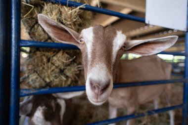 Yüzünde beyaz bir şerit olan kahverengi bir keçinin portresi, bir muhafaza içinde besleniyor..