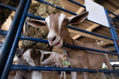 Yüzünde beyaz bir şerit olan kahverengi bir keçinin portresi, bir muhafaza içinde besleniyor..