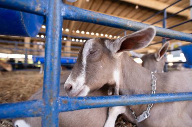 Yüzünde beyaz bir şerit olan kahverengi bir keçinin portresi, bir muhafaza içinde besleniyor..