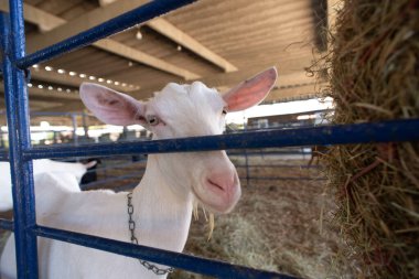 Beyaz bir keçinin kafasını yakın plan, açık gözlü ve uzun kulaklı bir çiftlik ortamında..