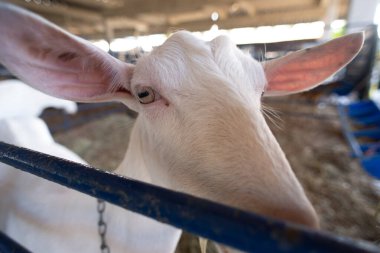 Bir çiftlikteki mavi bir çitin arkasında meraklı beyaz bir keçinin gözleri ve burnunun ayrıntılı görüntüsü..