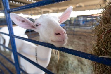 Bir çiftlikteki mavi bir çitin arkasında meraklı beyaz bir keçinin gözleri ve burnunun ayrıntılı görüntüsü..