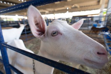 Bir çiftlikteki mavi bir çitin arkasında meraklı beyaz bir keçinin gözleri ve burnunun ayrıntılı görüntüsü..