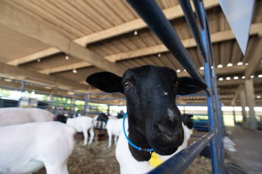 Buruşuk siyah kafalı ve beyaz vücutlu bir Dorper koyununun önden yakın çekimi..