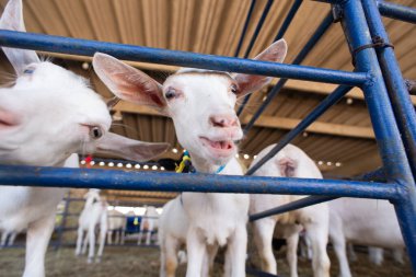 Bir çiftlikteki mavi bir çitin arkasında meraklı beyaz bir keçinin gözleri ve burnunun ayrıntılı görüntüsü..
