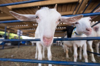 Beyaz bir keçinin kafasını yakın plan, açık gözlü ve uzun kulaklı bir çiftlik ortamında..