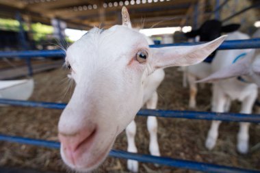Bir çiftlikteki mavi bir çitin arkasında meraklı beyaz bir keçinin gözleri ve burnunun ayrıntılı görüntüsü..