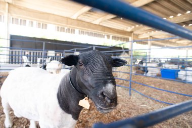 Buruşuk siyah kafalı ve beyaz vücutlu bir Dorper koyununun önden yakın çekimi..