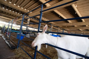 Beyaz bir keçinin kafasını yakın plan, açık gözlü ve uzun kulaklı bir çiftlik ortamında..