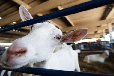 Beyaz bir keçinin kafasını yakın plan, açık gözlü ve uzun kulaklı bir çiftlik ortamında..