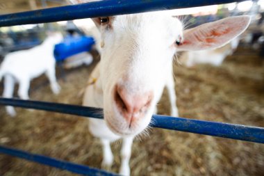 Bir çiftlikteki mavi bir çitin arkasında meraklı beyaz bir keçinin gözleri ve burnunun ayrıntılı görüntüsü..