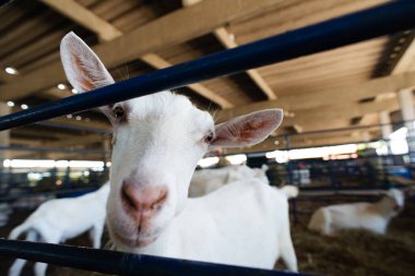Beyaz bir keçinin kafasının aşırı yakın çekimi, açık gözlerini ve uzun kulaklarını bir çiftlik ortamında ön plana çıkarıyor..
