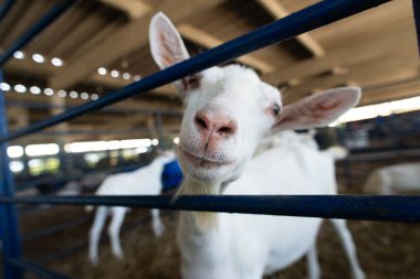 Bir çiftlikteki mavi bir çitin arkasında meraklı beyaz bir keçinin gözleri ve burnunun ayrıntılı görüntüsü..