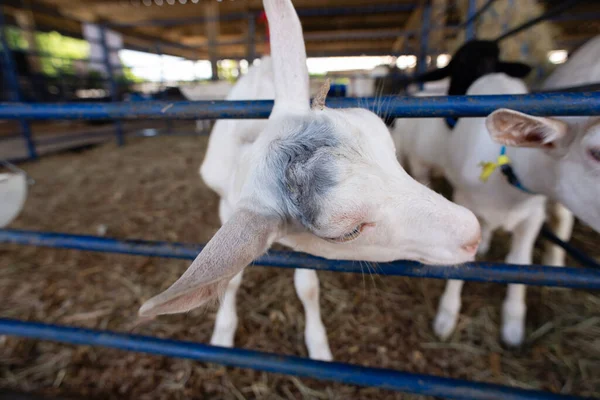 Beyaz bir keçinin kafasını yakın plan, açık gözlü ve uzun kulaklı bir çiftlik ortamında..