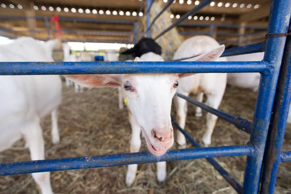 Beyaz bir keçinin kafasının aşırı yakın çekimi, açık gözlerini ve uzun kulaklarını bir çiftlik ortamında ön plana çıkarıyor..