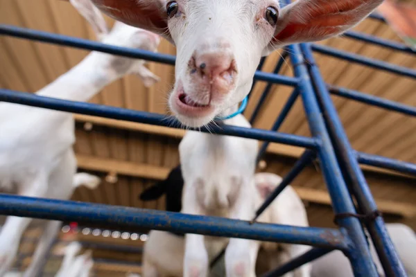 Beyaz bir keçinin kafasının aşırı yakın çekimi, açık gözlerini ve uzun kulaklarını bir çiftlik ortamında ön plana çıkarıyor..
