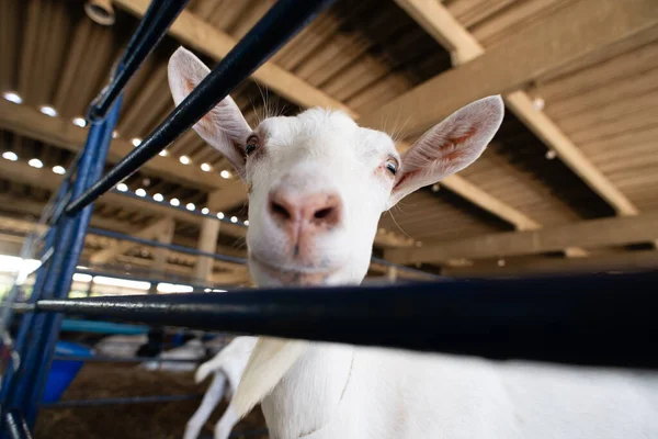 Bir çiftlikteki mavi bir çitin arkasında meraklı beyaz bir keçinin gözleri ve burnunun ayrıntılı görüntüsü..