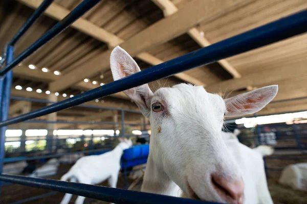 Beyaz bir keçinin kafasının aşırı yakın çekimi, açık gözlerini ve uzun kulaklarını bir çiftlik ortamında ön plana çıkarıyor..