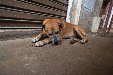 Orta büyüklükte, kahverengi, melez bir köpek beton zeminde, kapalı, eğimli çelik bir kapının önünde dinleniyor..