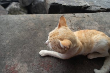 Sarı ve beyaz kürklü evcil kedi beton bir yüzeye uzanmış ve arka planı aydınlanmış..