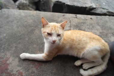 Sarı ve beyaz kürklü evcil kedi beton bir yüzeye uzanmış ve arka planı aydınlanmış..