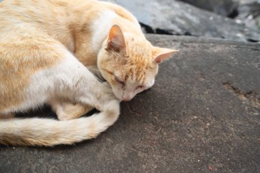 Sarı ve beyaz bir kedinin yüzü seçici bir odak ve bulanık bir arka planla huzur içinde uyuyor..