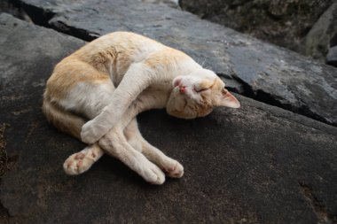 Sarı ve beyaz bir kedinin üst görüntüsü dairesel bir konumda kıvrılmış, koyu bir taş ya da beton bir yüzey üzerinde uyuyor..