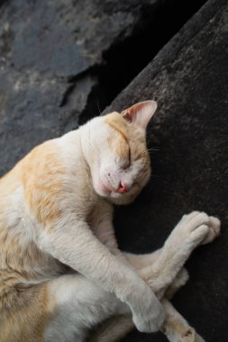 Sarı ve beyaz bir kedinin üst görüntüsü dairesel bir konumda kıvrılmış, koyu bir taş ya da beton bir yüzey üzerinde uyuyor..